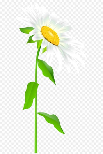 Common sunflower Text Leaf Illustration - Daisy with Stem Transparent PNG Clip Art Image 