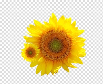 Common sunflower Transvaal daisy, sunflower transparent background PNG clipart
