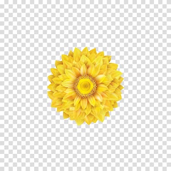 Common sunflower Transvaal daisy, sunflower transparent background PNG clipart