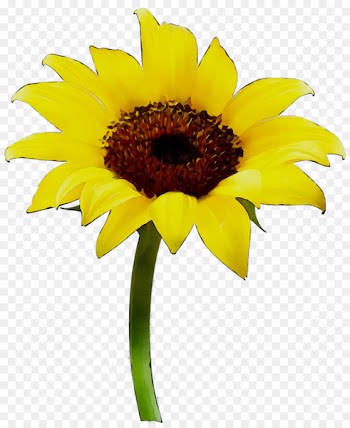 Common sunflower Vase Sunflower oil -  