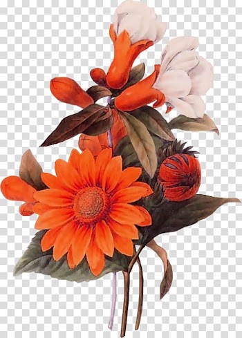 Common sunflower Vine Wreath, chrysanthemum transparent background PNG clipart