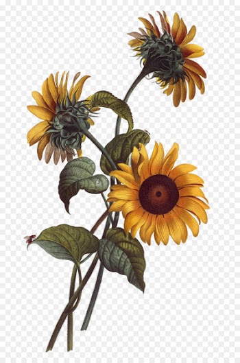 Common sunflower Watercolor painting Drawing Botanical illustration Illustration - Hand painted sunflower 