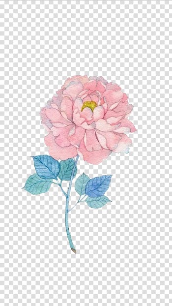 Common sunflower Watercolor painting Illustration, Hand-painted peony transparent background PNG clipart