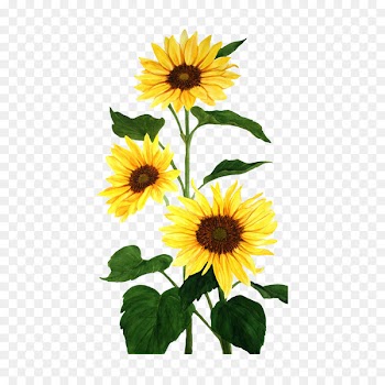 Common sunflower Watercolor painting - Sunflower 