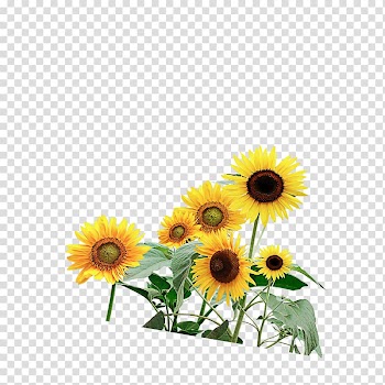 Common sunflower Watercolor painting, sunflower transparent background PNG clipart