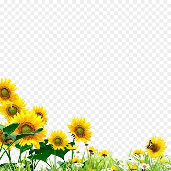 Common sunflower Yellow Graphic design - Sunflower hand material 