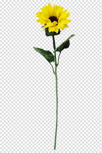 Common sunflower Yellow Petal, sunflower transparent background PNG clipart