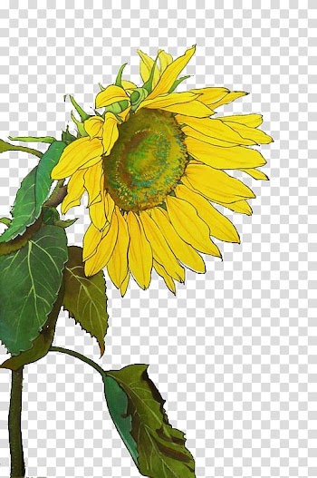 Common sunflower Yellow ribbon, Yellow sunflower transparent background PNG clipart