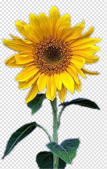 Common sunflower Yellow, sunflower transparent background PNG clipart