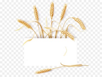 Common wheat Barley Cereal Ear - wheat 