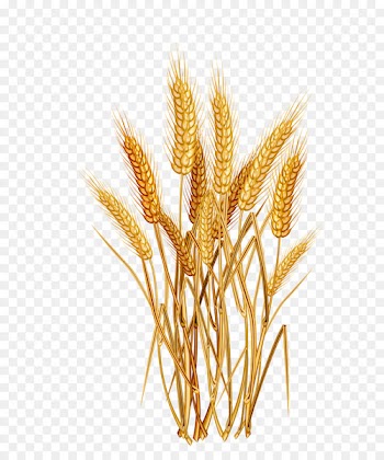 Common wheat Cereal Ear Clip art - rice 