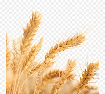 Common wheat Wheat allergy Ear Cereal Harvest - Wheat picture 