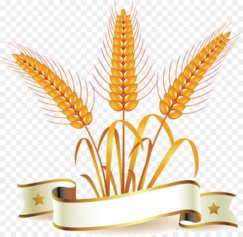 Common wheat Whole wheat bread Clip art - Vector ears of corn 