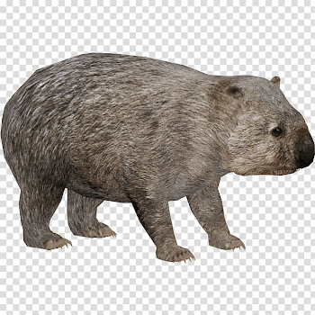 Common wombat Australia Panthera leo spelaea, Guinea pig ...