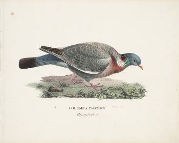 Common wood pigeon, 1828 - | Free Photo - rawpixel