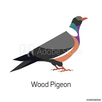 Common wood pigeon or Culver isolated on white background