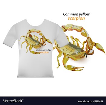 Common yellow scorpion on t shirt vector image