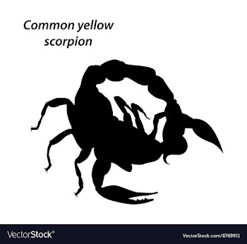 Common yellow scorpion vector image