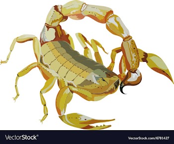 Common yellow scorpion vector image