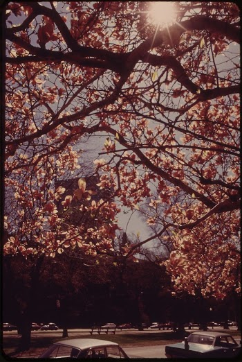 Commonwealth Avenue, between Arlington and | Free Photo - rawpixel