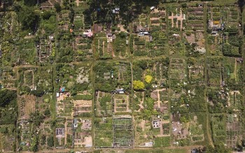 Community Garden In The City