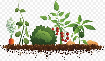 Community gardening Roof garden - Orchard tomato tree 