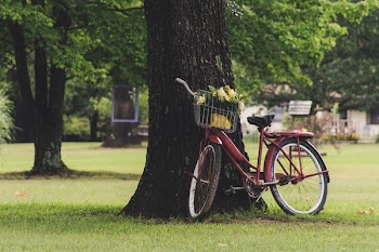 Commuter Bike Leaning on Tree