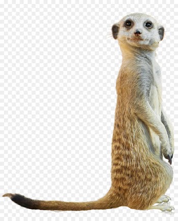 Compare the Meerkat San Diego Zoo Baboons Child - UK 