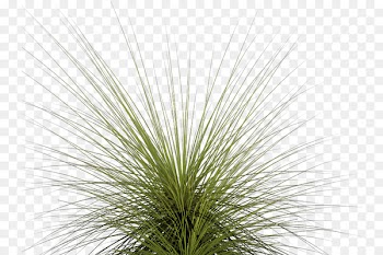 Computer Icons Clip art - Tall Grass Png Images & Pictures 
