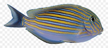 Computer Icons Clip art - Tropical fish color 