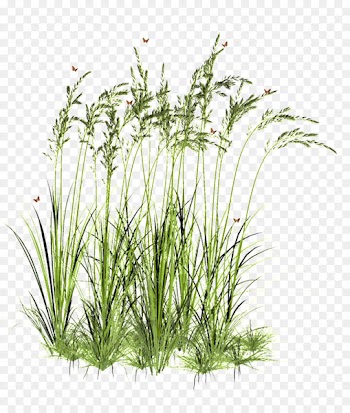Computer Icons, Grasses, Drawing, Aquarium Decor, Grass PNG