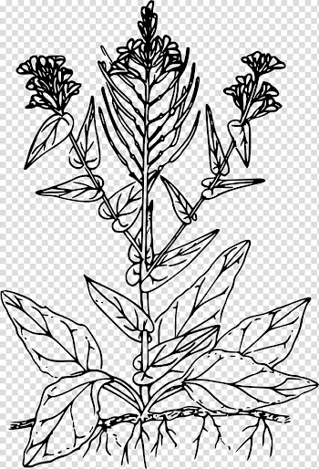 Computer Icons Line art , neem transparent background PNG clipart