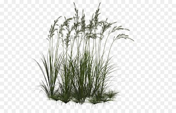 Computer Icons Ornamental grass Clip art - Clipart Png Collection Grass 