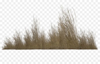 Computer Icons Photography Clip art - Tall Grass Png Transparent 