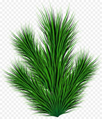 Computer Icons, Pine, Branch, Green, Grass PNG