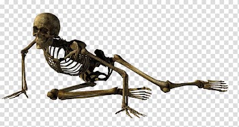 Computer Icons , Skeleton transparent background PNG clipart