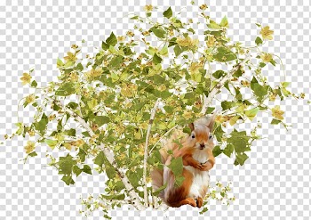 Computer Icons Squirrel Blog Shrub , squirrel transparent background PNG clipart
