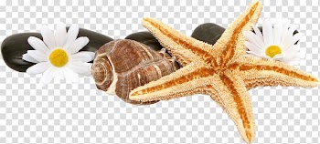Computer monitor Light-emitting diode Liquid-crystal display Backlight 1080p, Starfish transparent background PNG clipart
