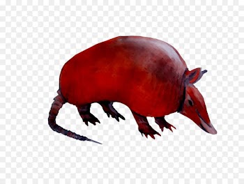Computer mouse Fauna Terrestrial animal Snout -  