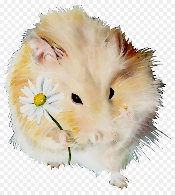 Computer mouse Whiskers Snout Fauna Fur -  