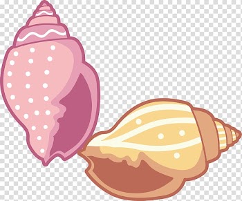 Conch , Cartoon color conch transparent background PNG clipart