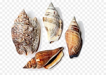 Conch, Clam, Oyster, Geography Cone PNG
