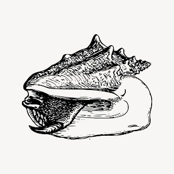 Conch clipart, drawing illustration vector. | Free Vector Illustration - rawpixel
