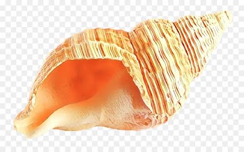 Conch, Cockle, Conchology, Shankha PNG