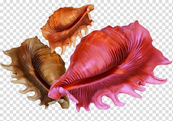 Conch , Creative color conch transparent background PNG clipart