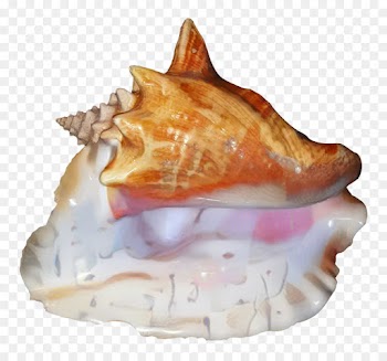Conch, Dish PNG