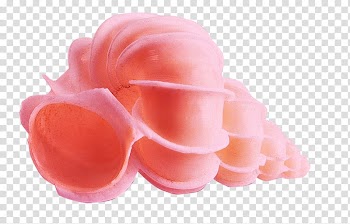 Conch Pink Peach Color, Peach color conch transparent background PNG clipart