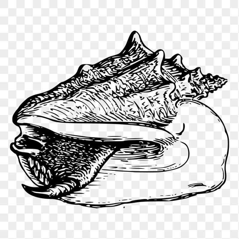Conch png sticker illustration, transparent | Free PNG - rawpixel