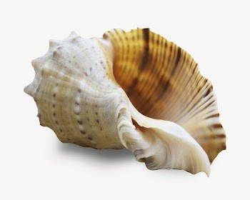 Conch seashell collage element psd | Free PSD - rawpixel