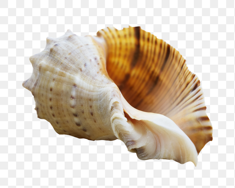 Conch seashell png sticker, transparent | Free PNG - rawpixel